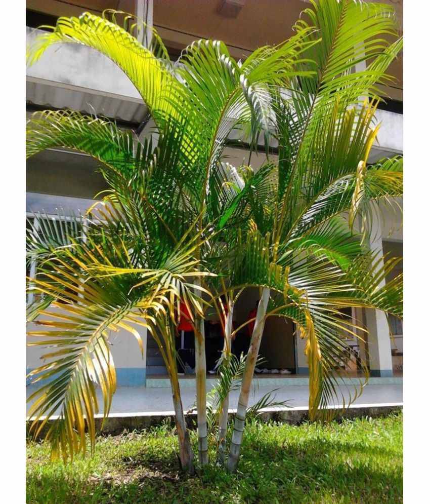 V Square Retail ARECA PALM VERY POPULAR EASY TO GROW A CHARMING Tree Seeds V Square Retail ARECA PALM VERY POPULAR EASY TO GROW A CHARMING Tree Seeds