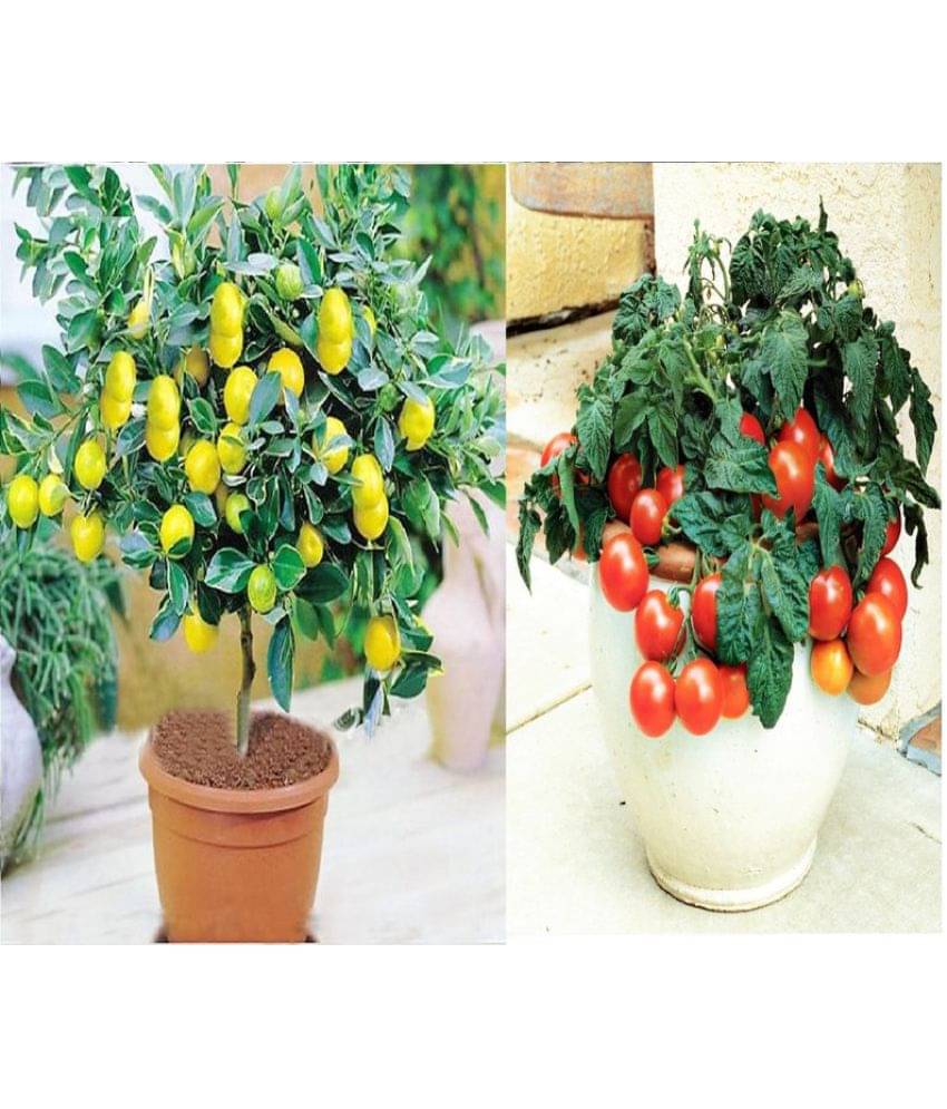     			V Square Retail Bonsai Lemon And Cherry Tomato Vegetable Seeds