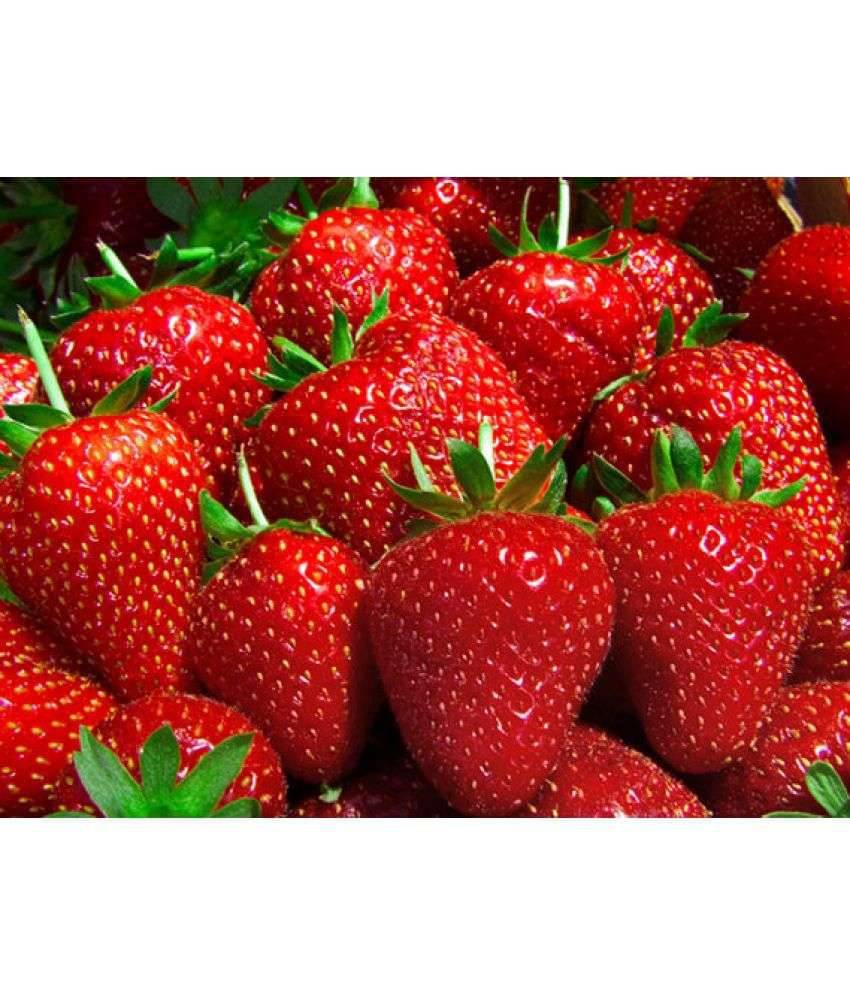     			V Square Retail Sweet Strawberry Fruit Seeds