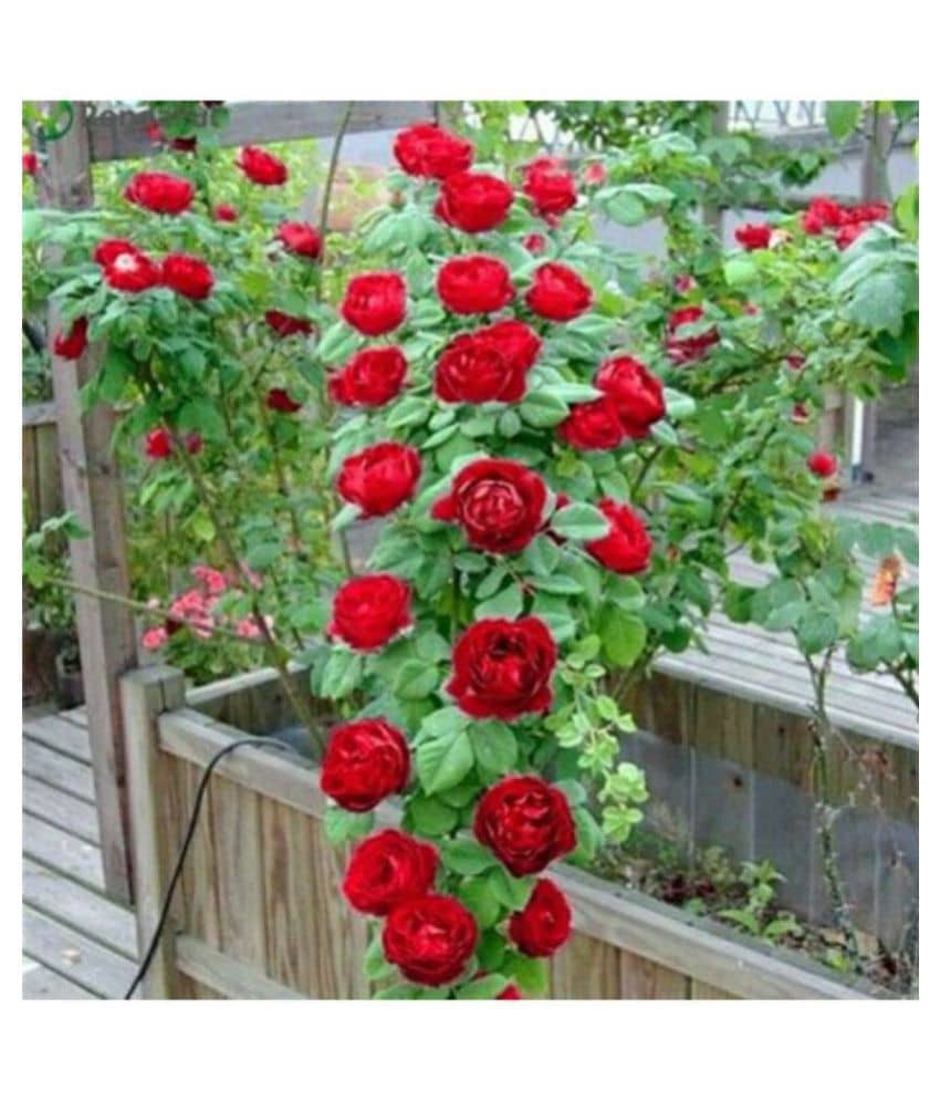 VSR Gardens Rose Flower Seeds "Red Climbing Rose" 20 Seeds Pack