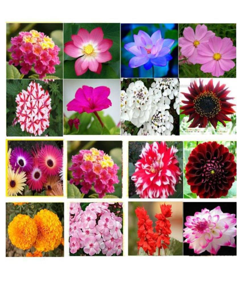     			Winter Flower Plant Seeds 16 Variety