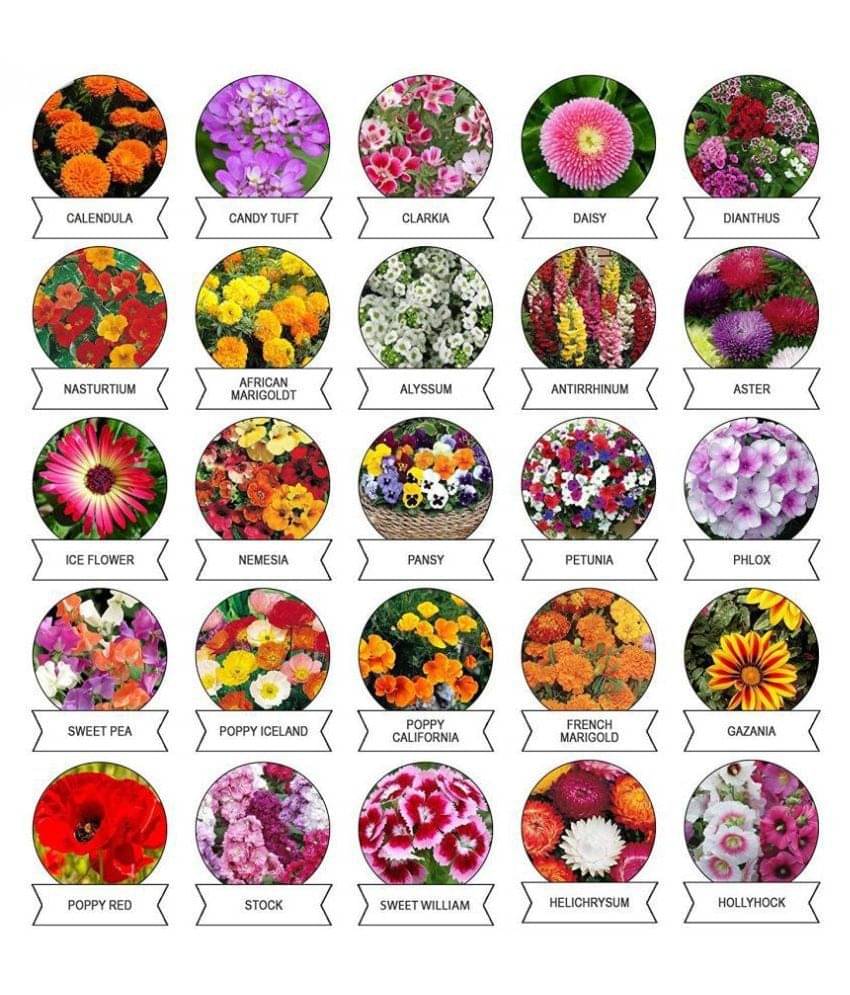     			Winter Flower Seeds Pack of 20+ Variety