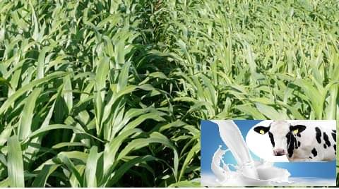     			JUMBO GRASS SEEDS Nederland grass 100 seeds best for animal feeding