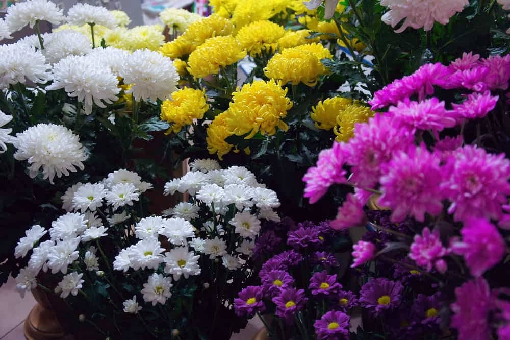 Chrysanthemum/Guldaudi Mix Colors Hybrid Seeds For Home Gardening 30 seeds with cocopeat and growing soil