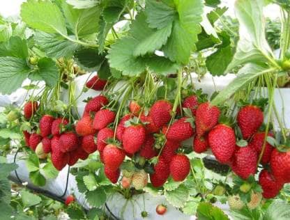 Hybrid Alpine Strawberry Fragaria seeds