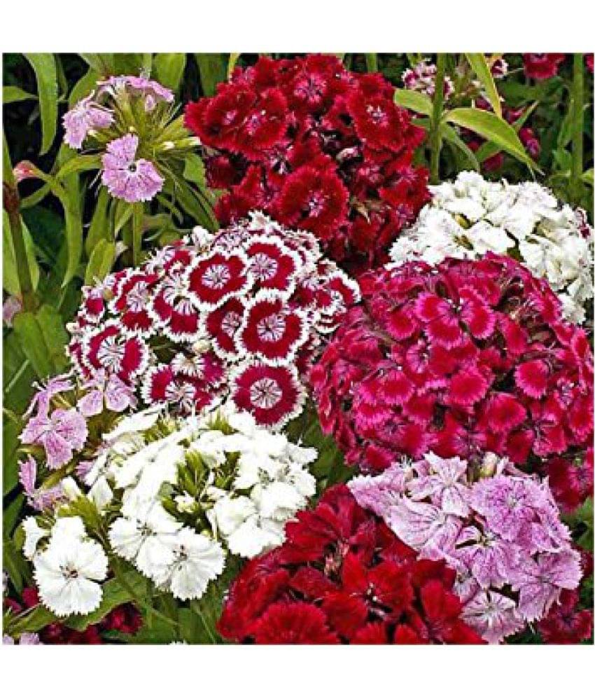 Sweet William Mixture Dianthus barbatus Winter Flower Seeds with Coco Peat Seed Starter Sweet William Mixture Dianthus barbatus Winter Flower Seeds with Coco Peat Seed Starter