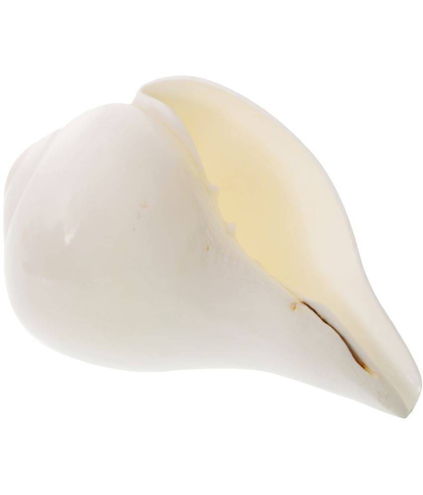 Kesar Zems Stone Left Handed Blowing Shankh (13.5 cm x 9 cm x 7.5 cm, White) Kesar Zems Stone Left Handed Blowing Shankh (13.5 cm x 9 cm x 7.5 cm, White)