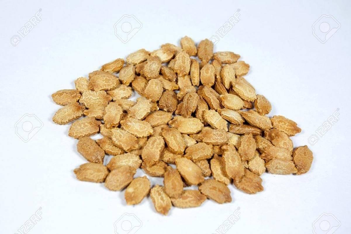 Bitter Gourd : 15 Seeds of High Yield Bitter Gourd Pali F1 Hybrid Green Long for Terrace Balcony Kitchen Poly House Gardening Bitter Gourd : 15 Seeds of High Yield Bitter Gourd Pali F1 Hybrid Green Long for Terrace Balcony Kitchen Poly House Gardening