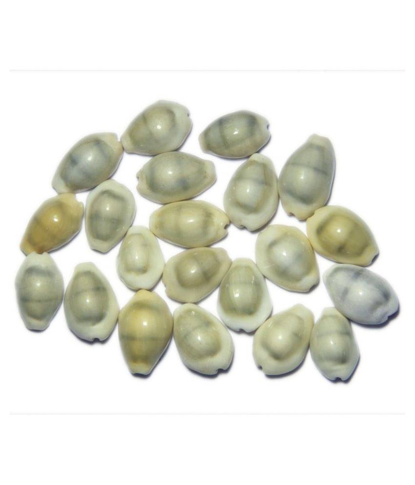     			JSK COLLECTION OM  Laxmi Kaudi Conch , Sacred Shankh 21 pcs