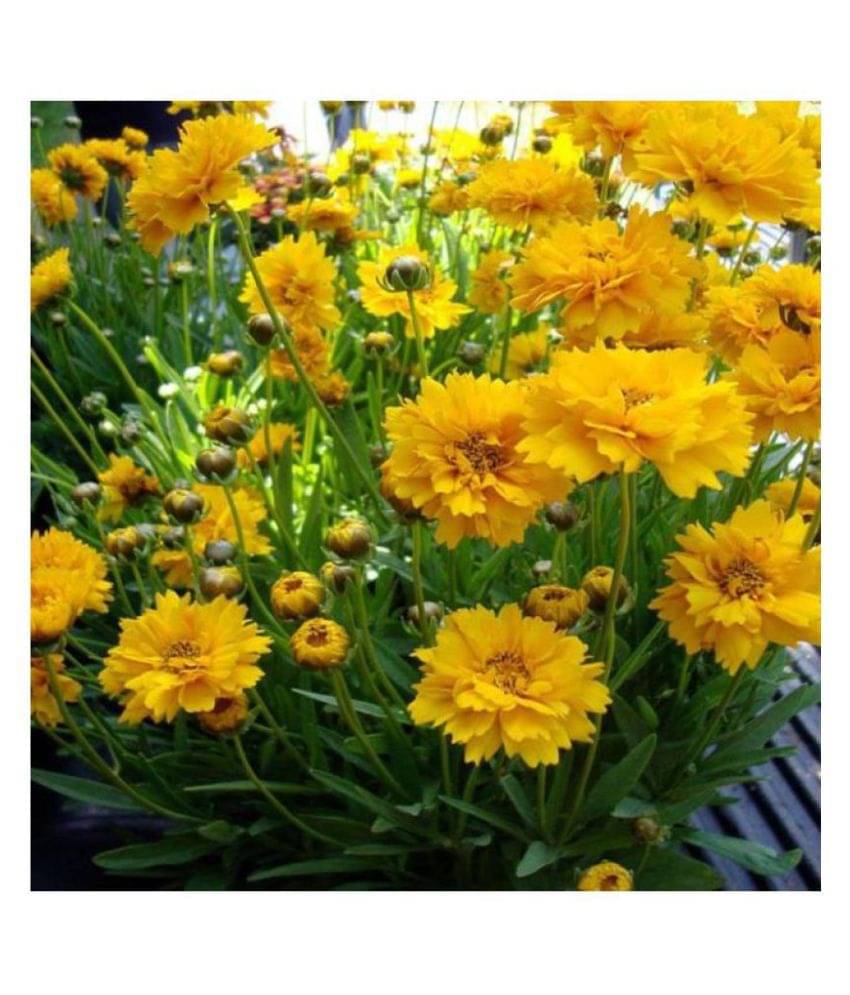     			Coreopsis (Tickseed) Flower Trusted Quality Seeds - Pack 30 Organic Seeds