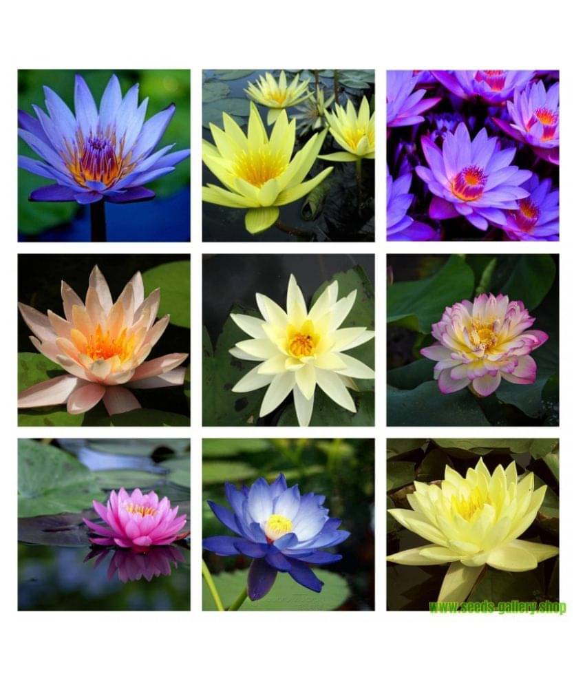     			Flare Seeds 25 Mixed Colourful Lotus Seeds