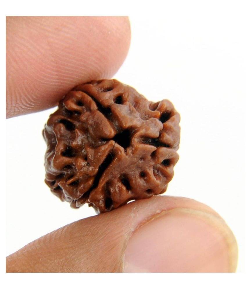     			Aura Gems Jewels Rudraksha Pack of 1