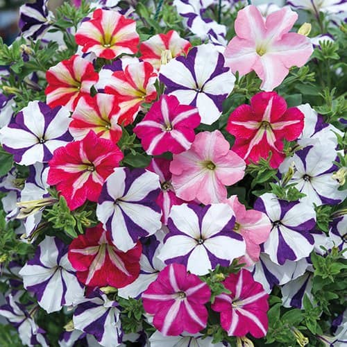 Petunia Ultra Star Variety (Avg 30-50 Seeds) with cocopeat and growing soil