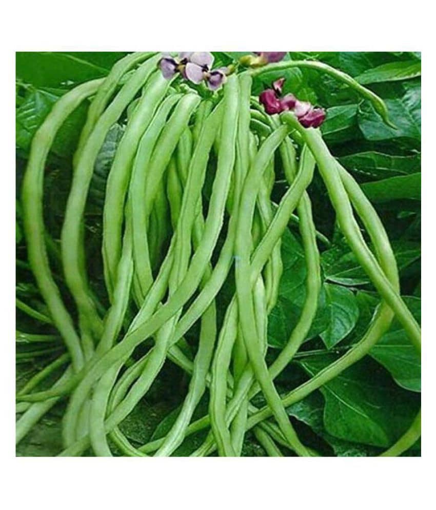 SHOP 360 GARDEN Cow Pea Long Beans Seeds (Pack of 100 seeds)