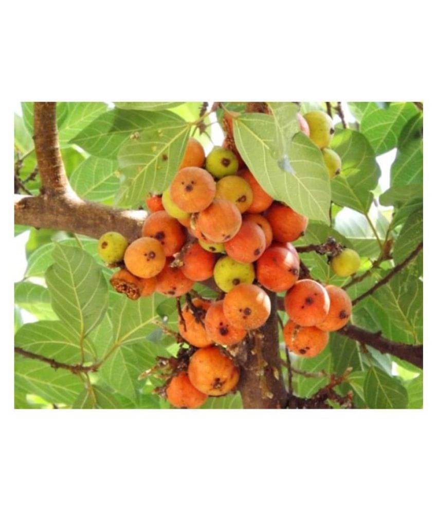     			SHOP 360 GARDEN Ficus racemosa, Cluster fig tree, Indian fig tree, Goolar (gular) fig, Atti Fruit Seeds For Gardening - Pack of 5 grams seeds