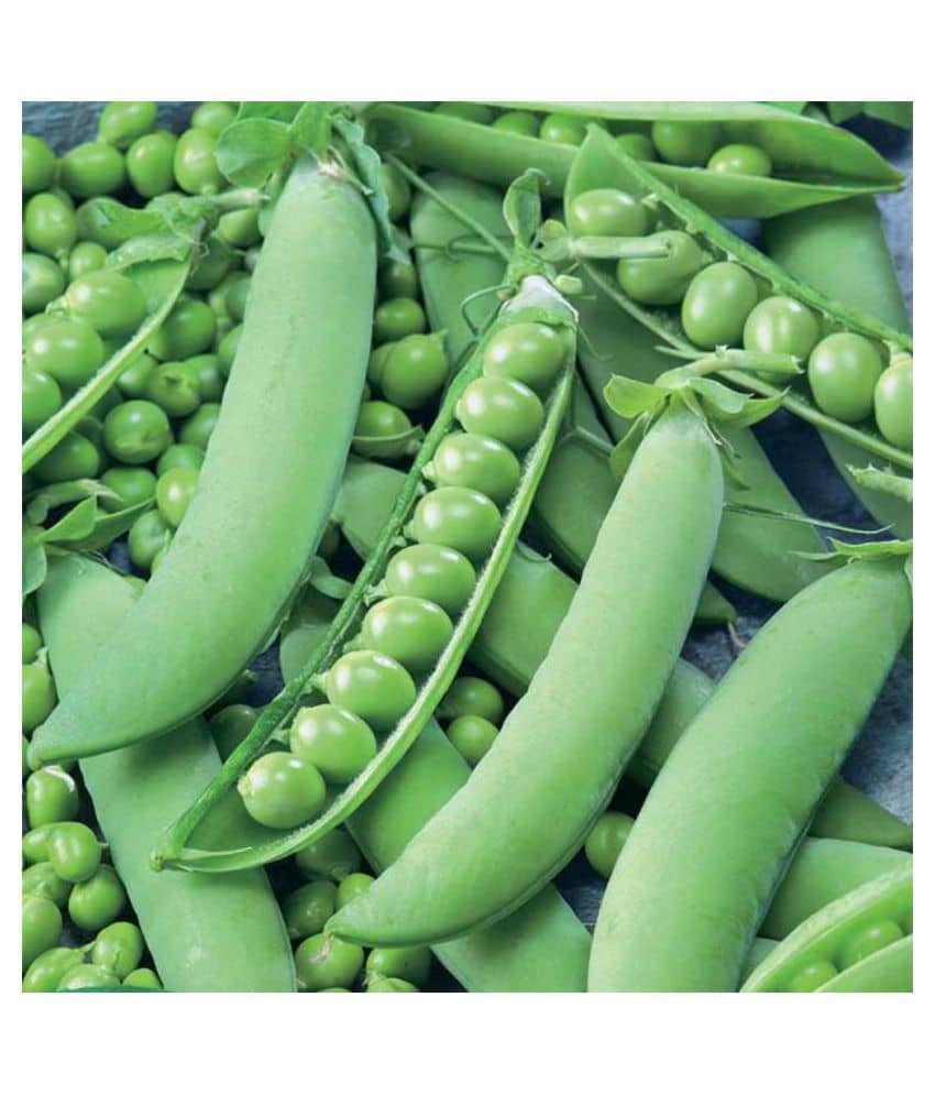 SHOP 360 GARDEN High Yield Hybrid Vegetable Peas Seeds - Pack of 50 grams