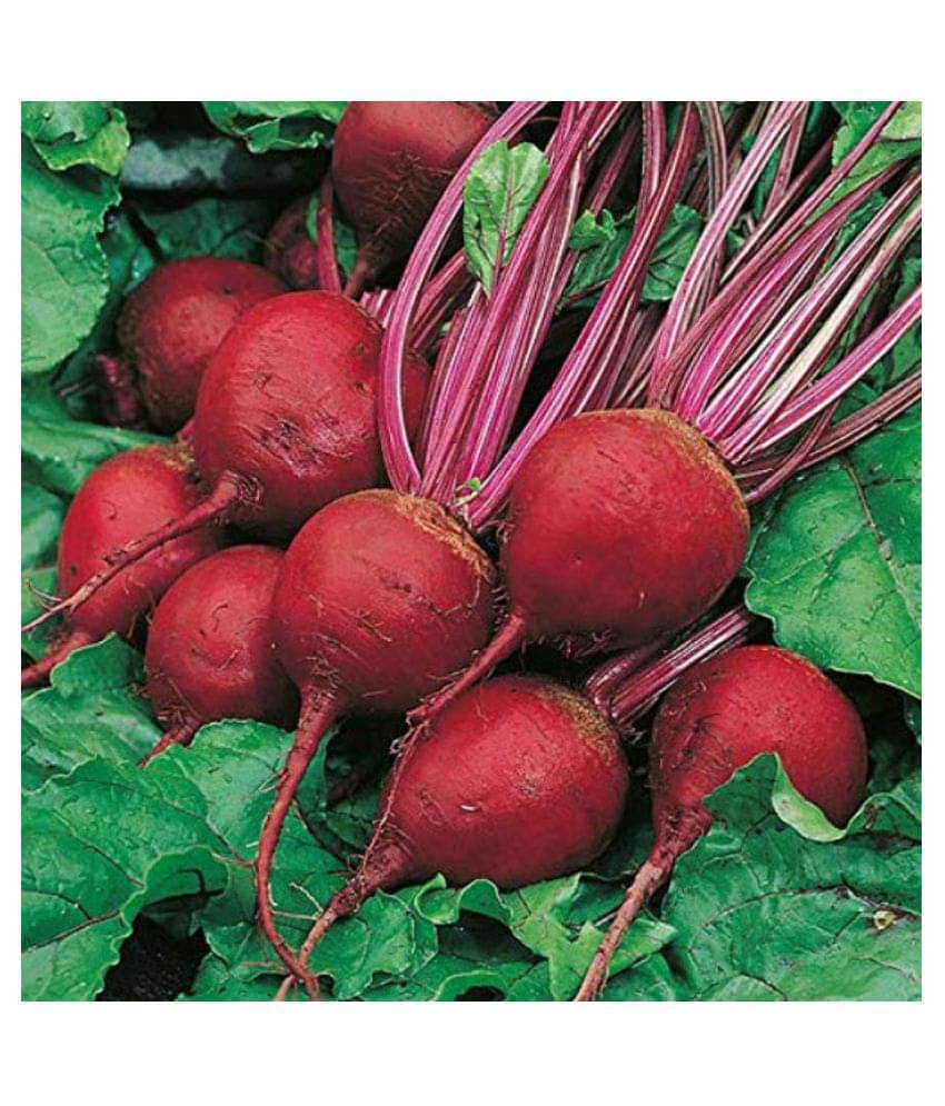     			SHOP 360 GARDEN High Yield Detroit Dark Red Beetroot Seeds (Pack of 120 seeds)