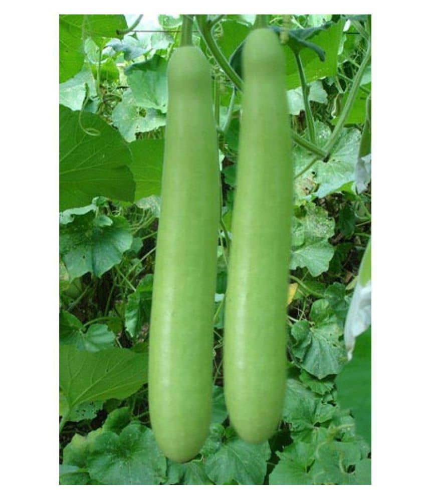 SHOP 360 GARDEN Hybrid Samrat Bottle Gourd Seeds (Pack of 20 Seeds)