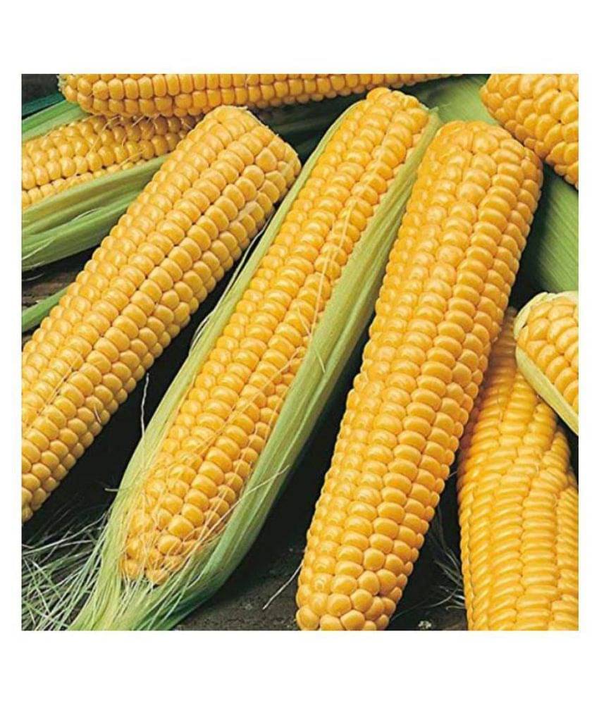     			SHOP 360 GARDEN Hybrid Sweet Corn Seeds (Pack of 50 Seeds)
