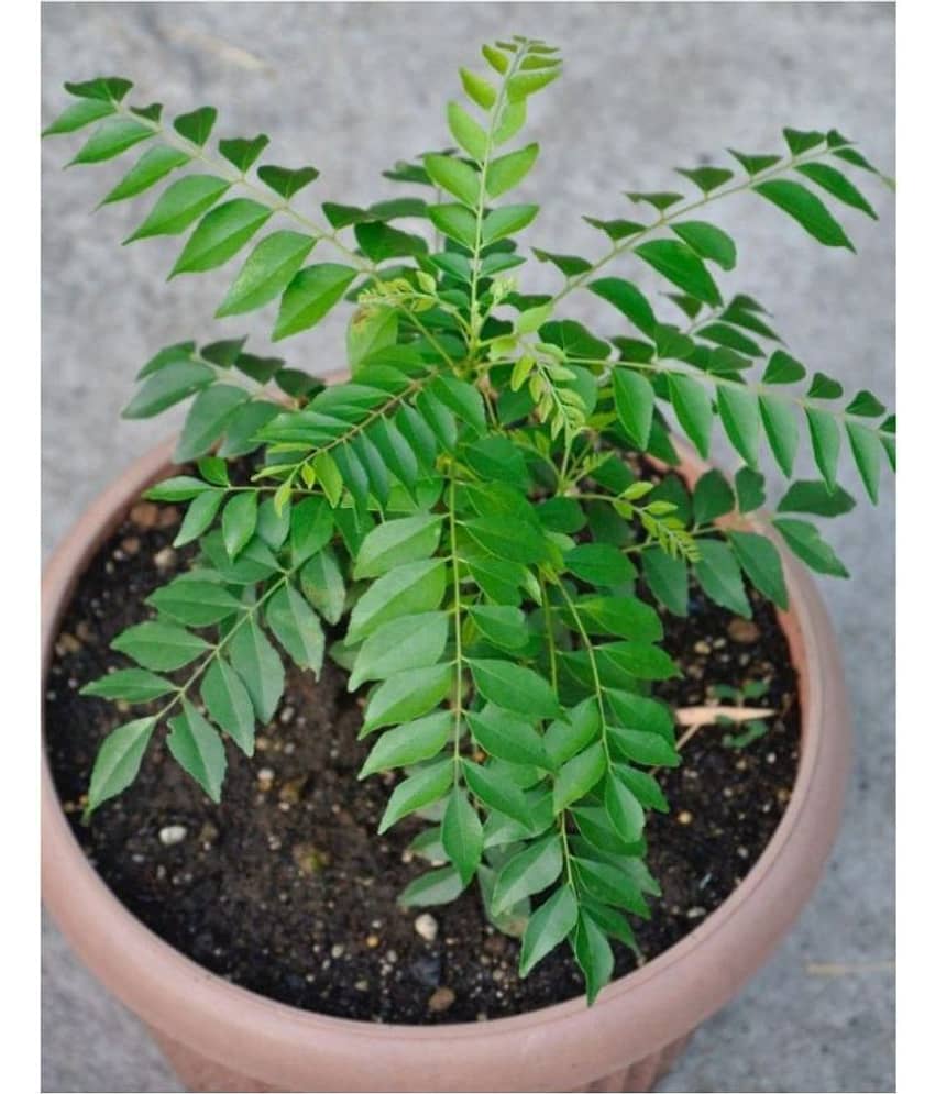 Plantzoin Curry Leaf Kari patta Murraya koenigii Bhrusanga Live Plant