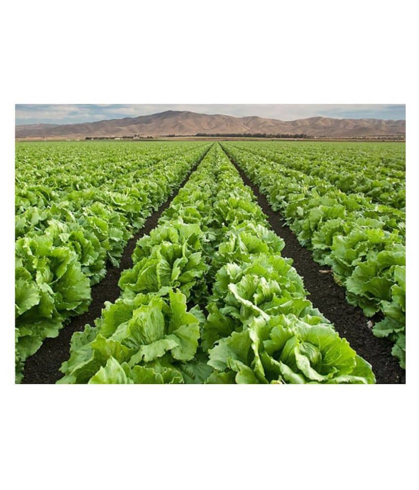 SHOP 360 GARDEN Organic Lettuce Iceberg Vegetable Seeds - Pack of 100 Seeds