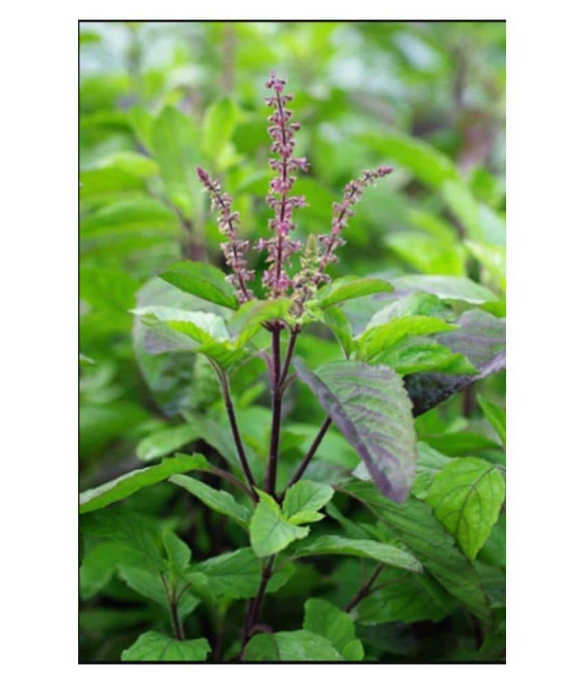 SHOP 360 GARDEN Rama Tulsi, Holy Basil, Tulsi Seeds, Ocimum Sanctum Seeds For Growing - Pack of 200 Seeds