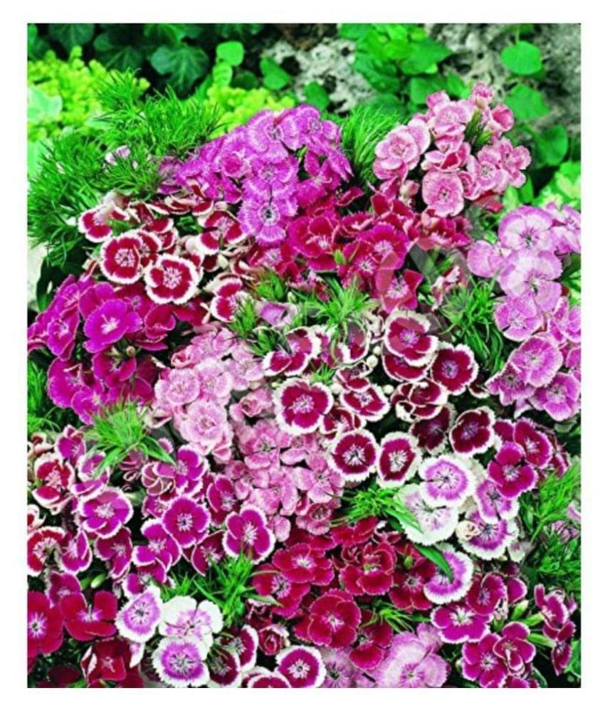     			SHOP 360 GARDEN Sweet William Dwarf Mixed Flower Seeds - Pack of 100 Seeds