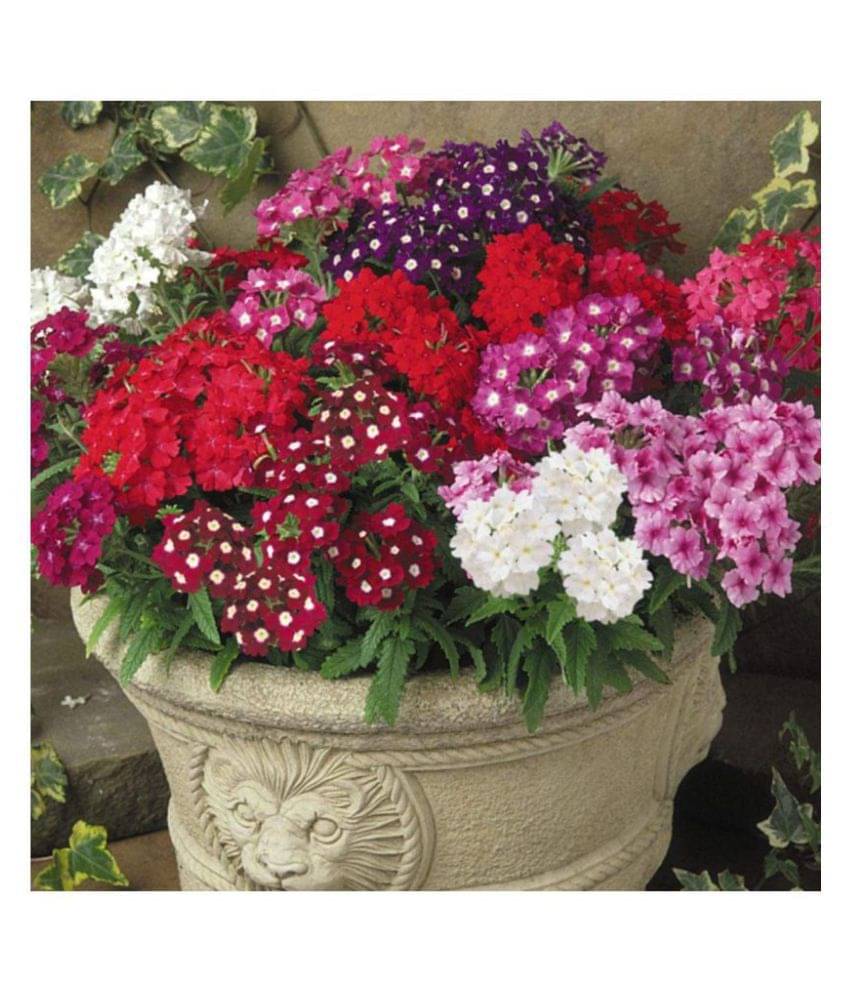     			SHOP 360 GARDEN Verbena Dwarf Compact Mixed Flower Seeds - Pack of 50 Seeds