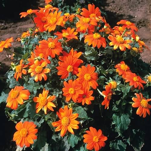     			Tithonia Mix Color Flower (Mexican Sunflower)30 Seeds with coco peat and growing soil