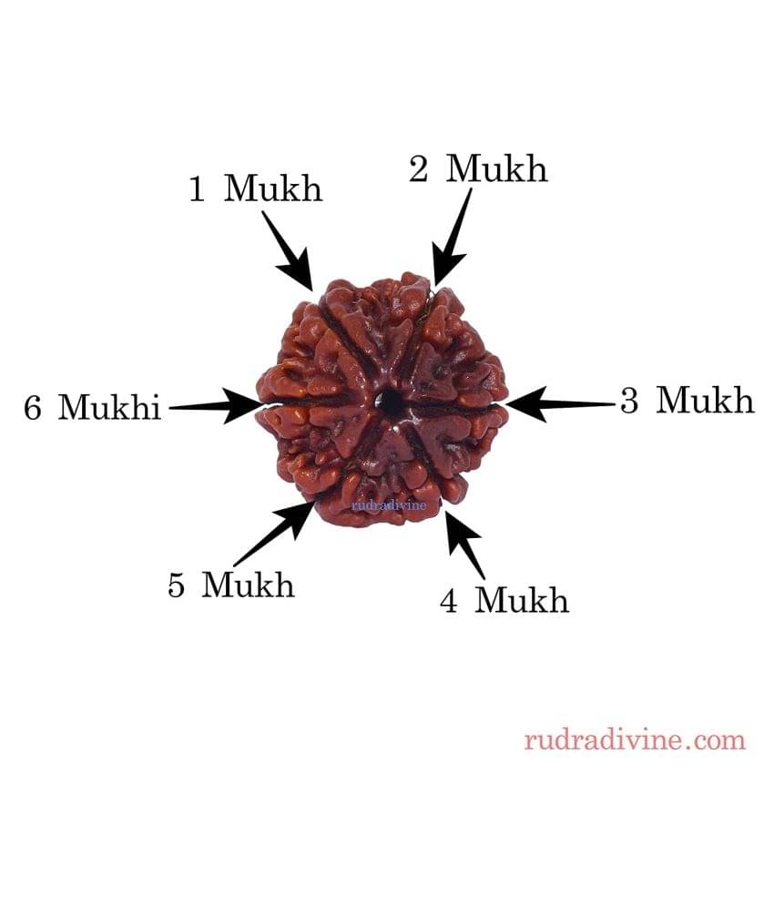     			rudradivine Rudraksha Pack of 1