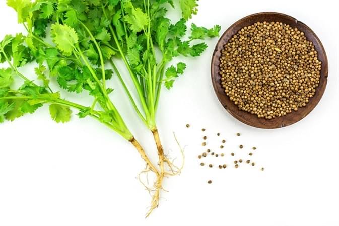 Coriander (Dhaniya) Best Quality Seeds - Pack of 100 Premium Seeds Coriander (Dhaniya) Best Quality Seeds - Pack of 100 Premium Seeds