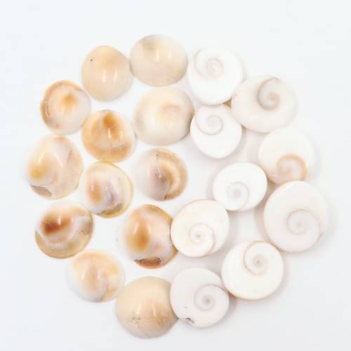     			Gomti Chakra / Gomati Chakra / White Gomti Chakra / Original Premium Quality for Puja 12-15 mm - Set of 21 Pcs
