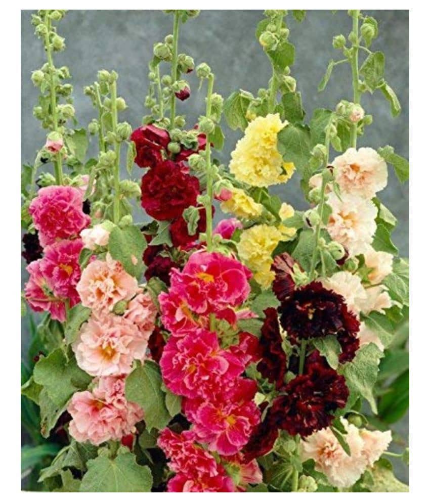 SHOP 360 GARDEN Hollyhock Charter Double Mix Flower Seeds - Pack of 50 Seeds