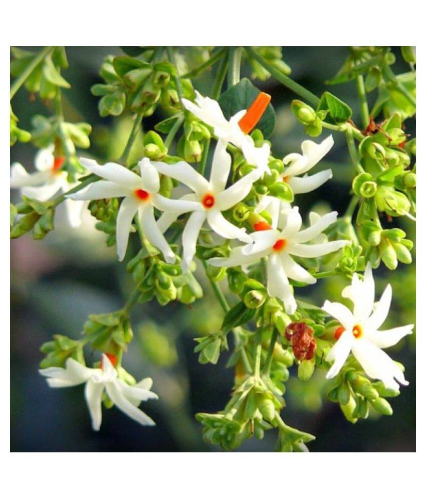 SHOP 360 GARDEN Nyctanthes arbor-tristis, Night flowering jasmine, Parijat, Flower of West Bengal, Harshringar, Parijatak Flower Seeds For Gardening - Pack of 15 Seeds SHOP 360 GARDEN Nyctanthes arbor-tristis, Night flowering jasmine, Parijat, Flower of West Bengal, Harshringar, Parijatak Flower Seeds For Gardening - Pack of 15 Seeds