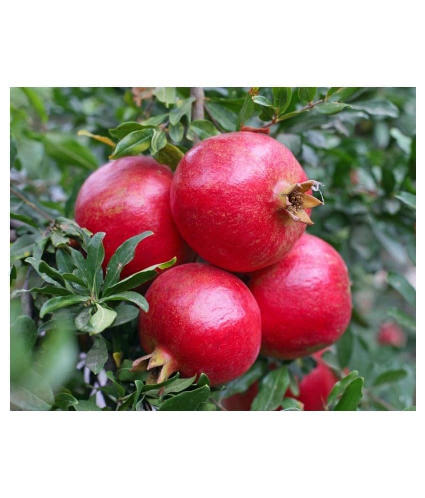 SHOP 360 GARDEN Pomegranate (Punica granatum), Anar, Annar, Madhulai Fruit Seeds For Growing - Pack of 30 Seeds     			SHOP 360 GARDEN Pomegranate (Punica granatum), Anar, Annar, Madhulai Fruit Seeds For Growing - Pack of 30 Seeds
