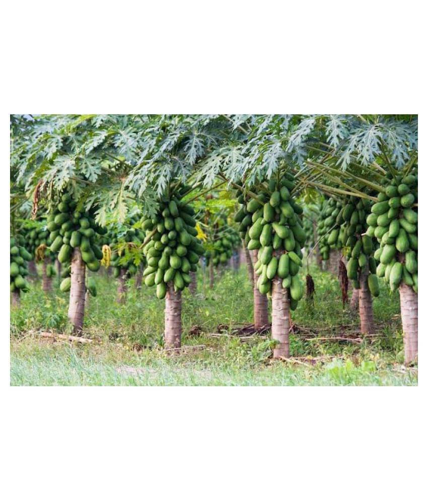 Dwarf Variety Hybrid Seed-1 Pack Of 50 Seeds + Instruction Manual Dwarf Variety Hybrid Seed-1 Pack Of 50 Seeds + Instruction Manual