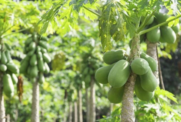 Extra Dwarf Carica Papaya tropical Tree Seeds -25 + Instruction Manual