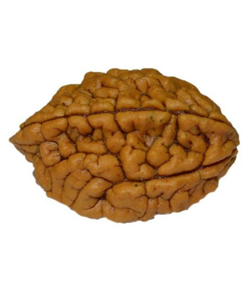     			Feng Shui 2 Mukhi Rudraksha