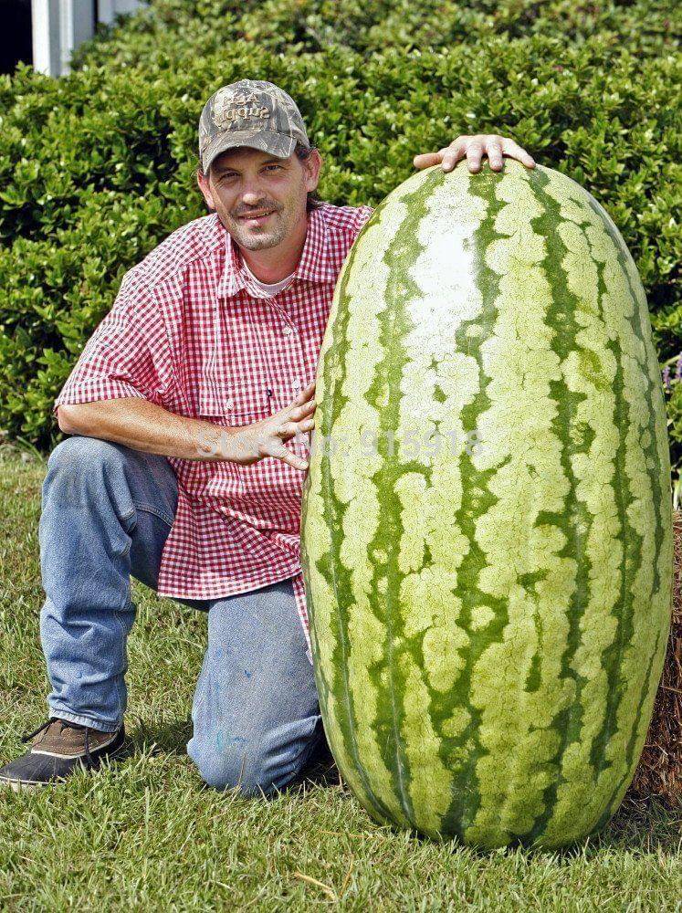 Lot Giant Watermelon Bonsai Fruit Plants Planting Watermelon Garden NON-GMO Edible Fruits, 15 Seeds     			Lot Giant Watermelon Bonsai Fruit Plants Planting Watermelon Garden NON-GMO Edible Fruits, 15 Seeds