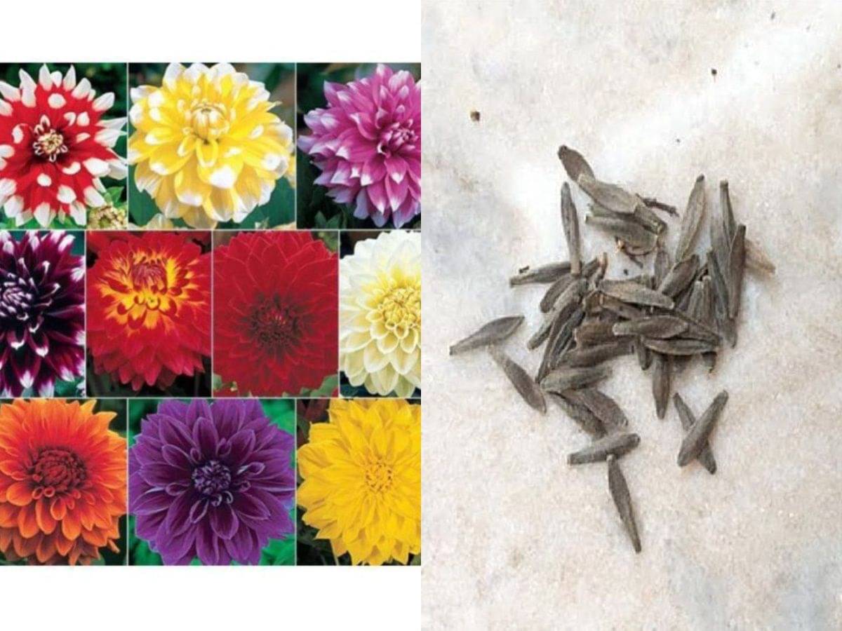 Dahlia Big Flowers Seeds - Pack of 40 Exotic Seeds for Home Garden Dahlia Big Flowers Seeds - Pack of 40 Exotic Seeds for Home Garden