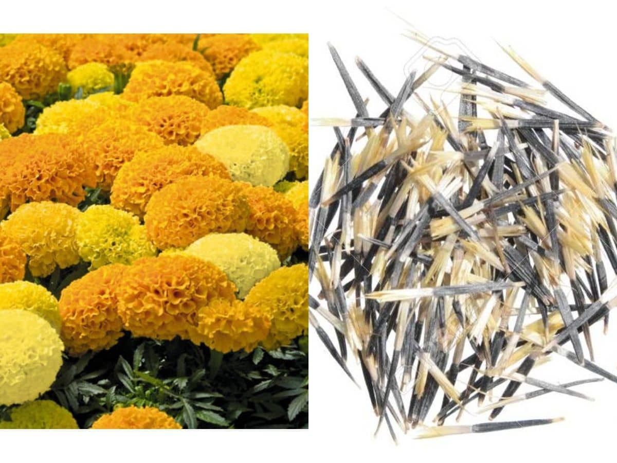 Rare African Marigold Seeds DISCOVERY MIX Marigold 30 seeds