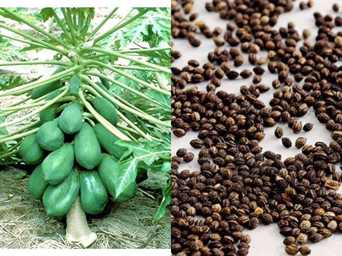     			shivam organic seed - PAPAYA SEED - Honey Dew Papaya - organic seeds - (50 per packet) + Instruction Manual