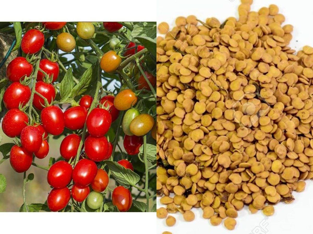 ARKA RAKSHAK F1 HYBRID TOMATO 100 SEEDS ARKA RAKSHAK F1 HYBRID TOMATO 100 SEEDS