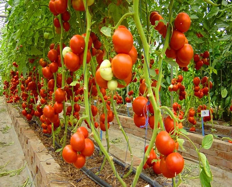 Hybrid Vegetable Seeds - 50