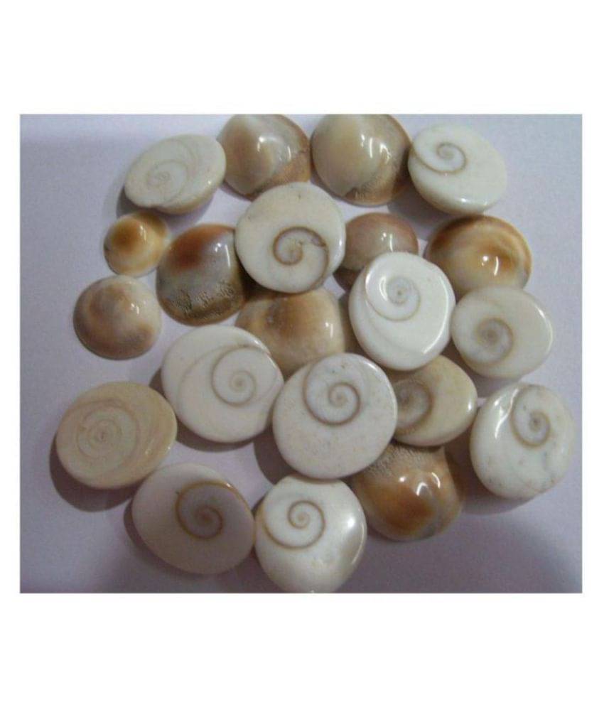     			Gomti Chakra- 21 pieces
