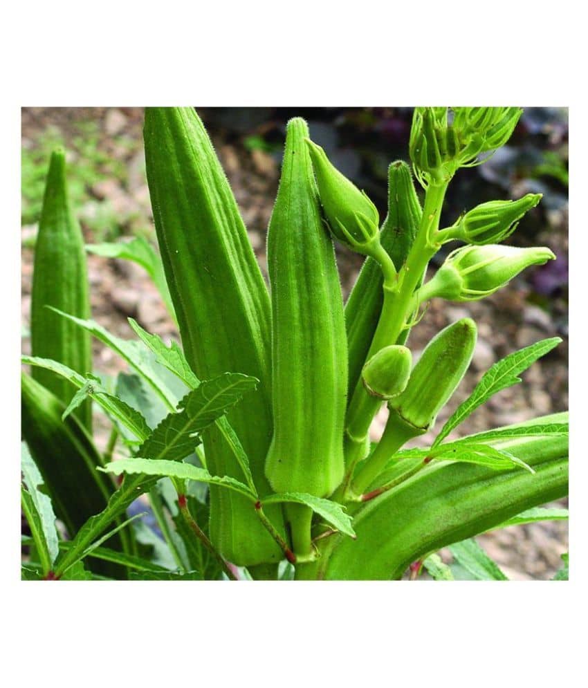 Lady Finger Seeds Pack Of 50 Exotic Seeds