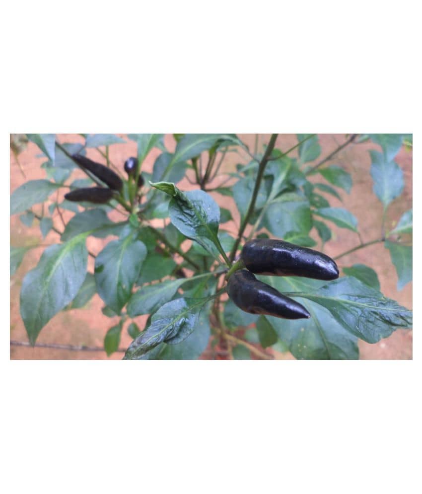 Saraswati Gardens : 50 Seeds of Rare Organic Hot Chilli Dark Purple Pepper Cayenne Best for Pot Container Terrace Balcony Poly House Growing Sowing
