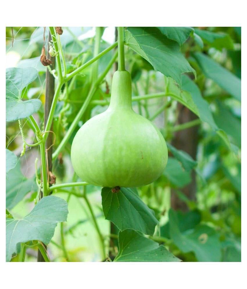 Flare Seeds Round Bottle Gourd Vegetable Hybrid Seeds Pack Of 30 Seeds Flare Seeds Round Bottle Gourd Vegetable Hybrid Seeds Pack Of 30 Seeds