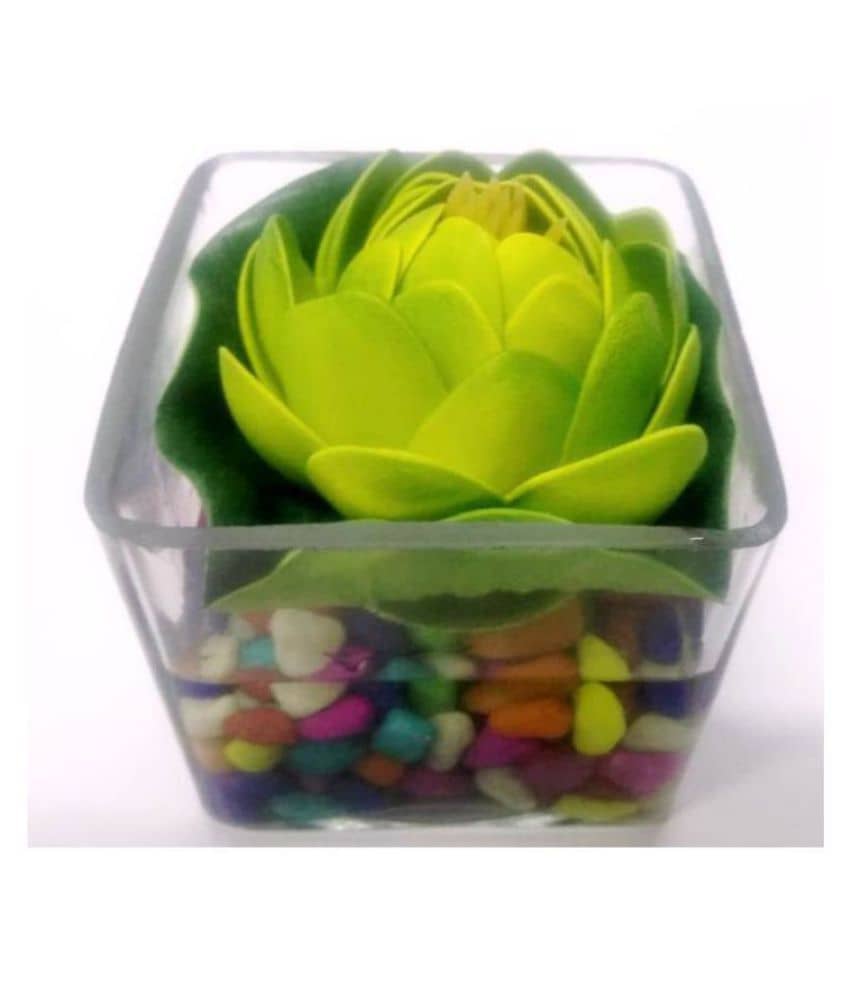 Green plant indoor Lotus Multicolour Flowers With Pot - Pack of 1