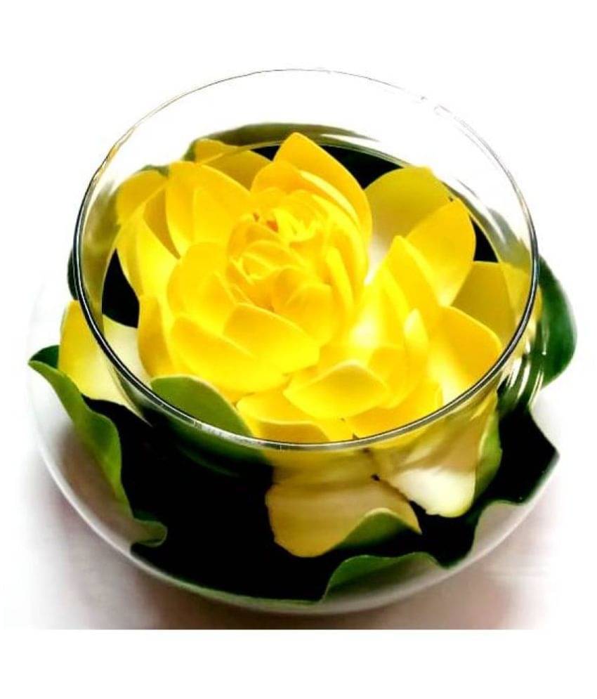 Green plant indoor Lotus Multicolour Flowers With Pot - Pack of 1 Green plant indoor Lotus Multicolour Flowers With Pot - Pack of 1
